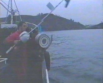 PESCA 33  GANADO